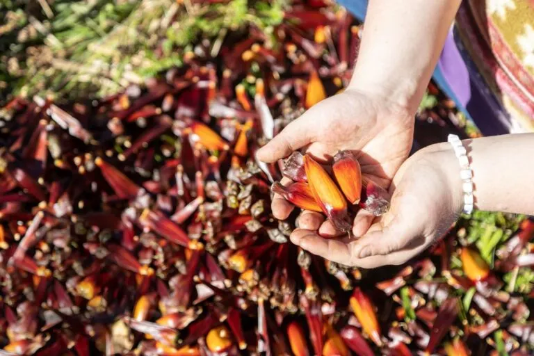 palm kernel seed